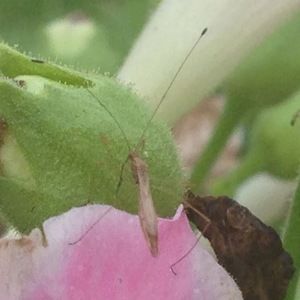 Meet your Posher, Pete